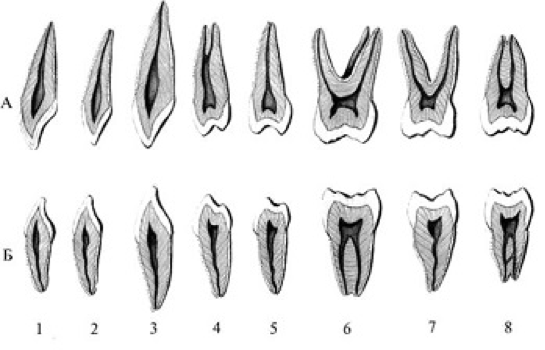 Корни 6 зуба верхней челюсти. 7 Зуб верхней челюсти. Корни зубов нижней челюсти.